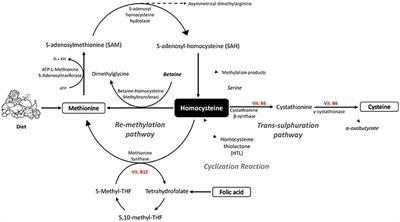 Hyperhomocysteinemia as a Risk Factor and Potential Nutraceutical Target for Certain Pathologies